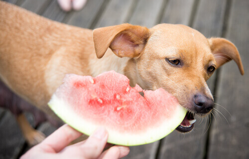 La frutta che fa bene al vostro cane