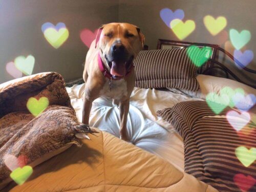 La triste storia di Bear, il cane che viveva in un rifugio