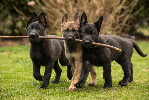 Le otto razze di cani più affettuose