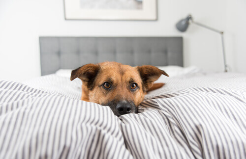 Perché i cani non devono dormire nel letto