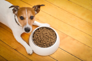 Modificare l'alimentazione del cane: effetti sulla salute