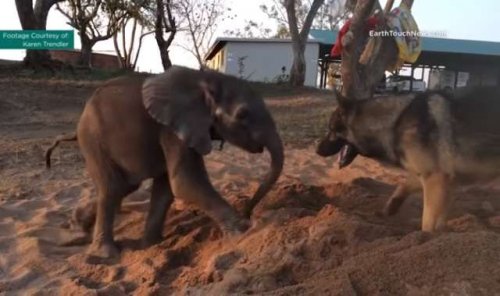 L'amicizia tra un Pastore Tedesco e un cucciolo di elefante