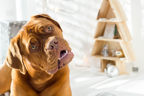 Perché i cani piegano la testa quando gli parlate?