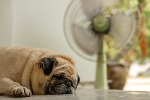 Il mio cane può stare davanti al ventilatore se ha caldo?