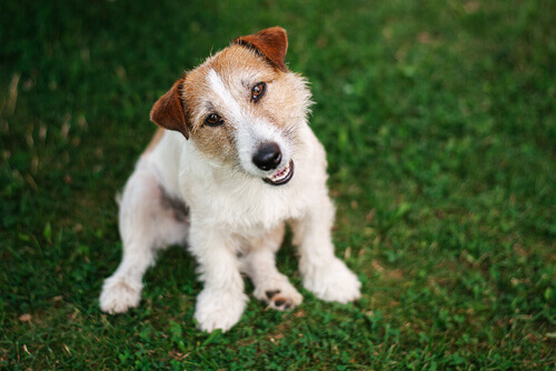 In che modo i cani riescono a capire ciò che diciamo loro?