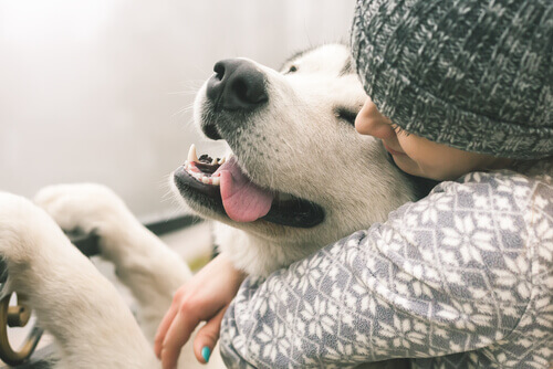 I cani sono in grado di provare amore?