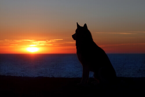 Lutto per un animale: uguale a quello che si prova per una persona?