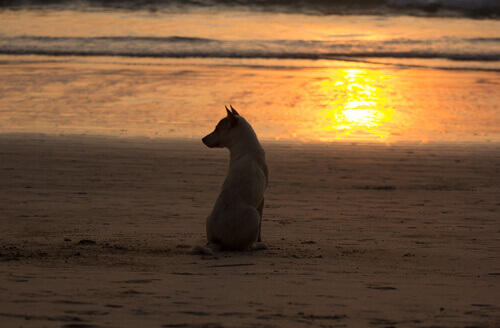 lutto cane sulla spiaggia tramonto