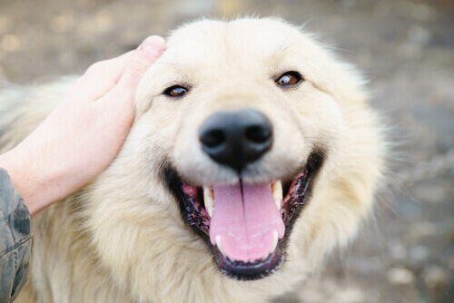 10 motivi per cui amo follemente il mio cane