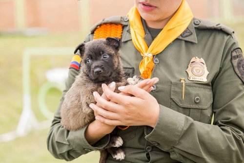 Una serie rende omaggio ai cani poliziotto