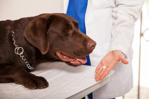 veterinario mostra Prozac a cane marrone