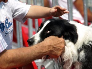 5 trucchi per somministrare pillole al cane