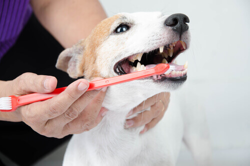 7 trucchi per l'igiene dentale del vostro cane