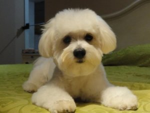 7 cani che possono vivere in casa felici