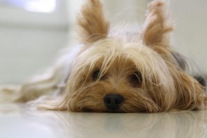 Yorkshire Terrier sdraiato sul pavimento