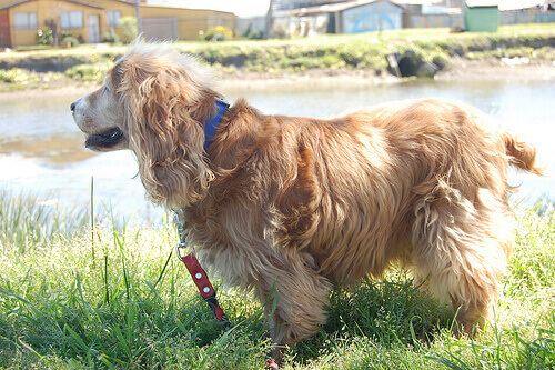 cane in riva al fiume