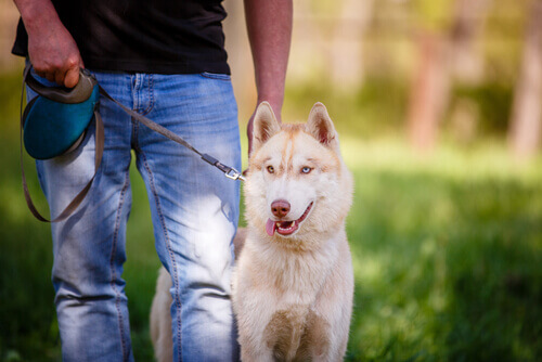8 trucchi per essere il padrone di cane perfetto