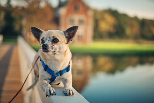 Airbnb per cani: scopriamo cos'è e come funziona