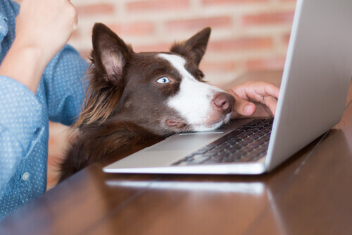 Cani in ufficio, i benefici di lavorare in compagnia
