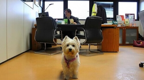 Cani in ufficio, i benefici della loro compagnia