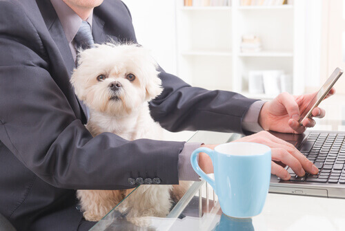 Cani in ufficio, i benefici di lavorare in compagnia