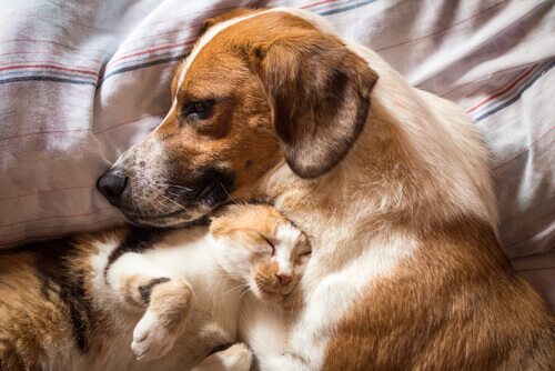 Come curare la diarrea in cani e gatti