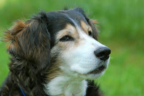 Come salvare un cane dal soffocamento?