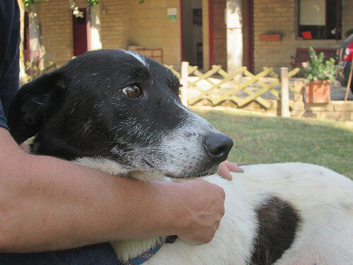 Come scegliere il miglior padrino per il vostro animale