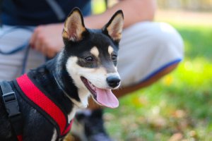 Consigli per evitare di umanizzare il cane