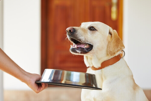 Cosa fare se il vostro cane non ha appetito?