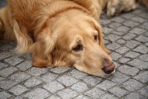 Depressione nel cane: prevenzione e trattamento