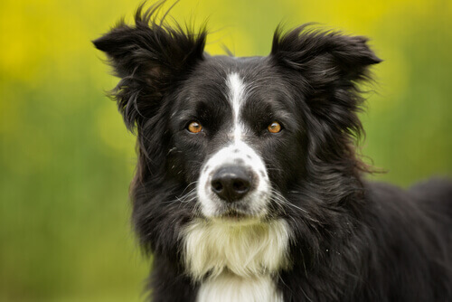 border collie