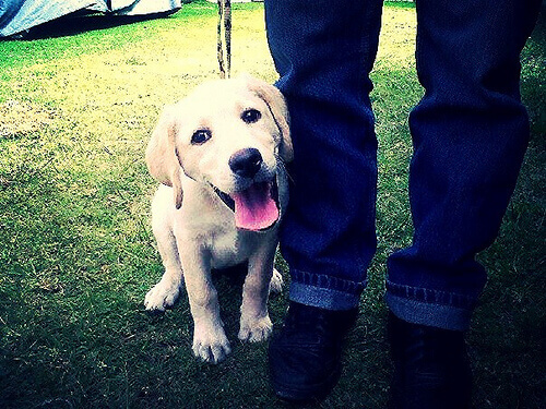 Come mai il cane vi segue ovunque?