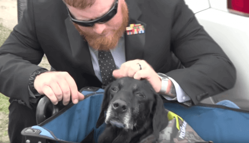 Il commovente addio dei Marines al cane Cena