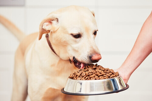 Cosa fare se il vostro cane mangia troppo velocemente