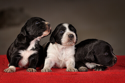 L'addestramento di base per un cucciolo di cane