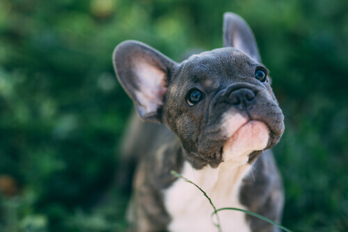 Malattie dell’orecchio nel cane: cause, sintomi e rimedi