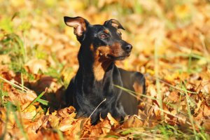 Pinscher: scopriamo insieme questa razza