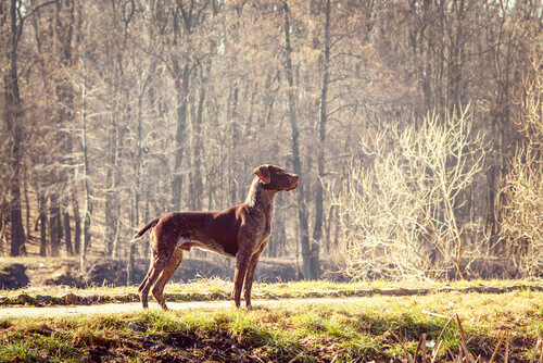 pointer nel bosco