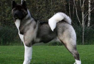 Akita americano, un cane dominante dal carattere nobile