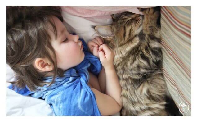 Bambina dorme con gatto