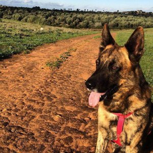 Cose da sapere sulle multe destinate ai padroni dei cani