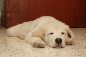 Scopriamo che cosa sognano i cani