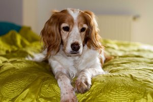 Come prendersi cura di un cane cieco
