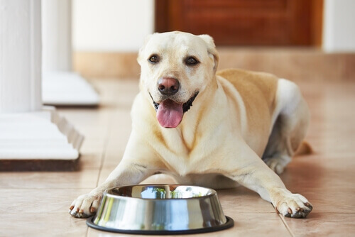 4 errori comuni quando si dà da mangiare al cane