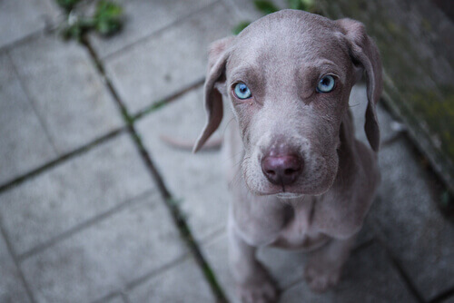 Le razze di cani con gli occhi azzurri