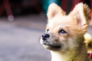 Anche i cani possono avere il diabete?