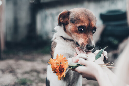 cane impaurito e fiore arancione