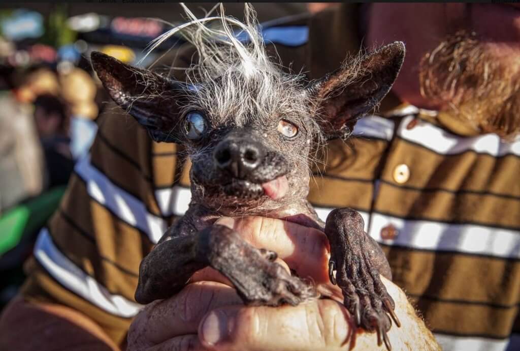 Un concorso che premia la bruttezza degli animali