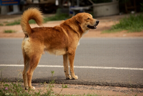 cane fulvo sul ciglio della strada